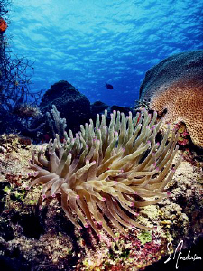 This image was taken while diving at Paradise Reef off Co... by Steven Anderson 